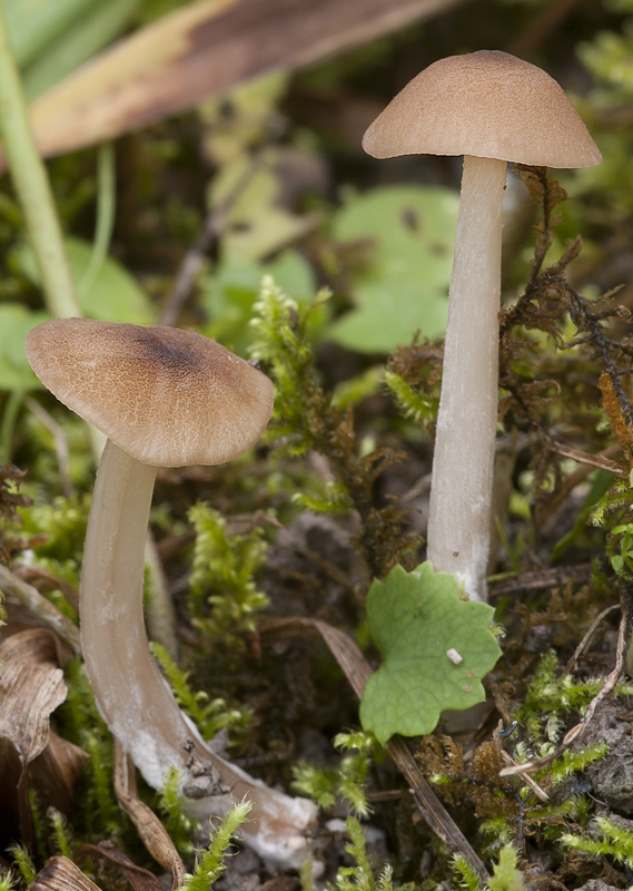 Entoloma scabrosum